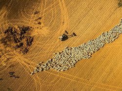 Jawara Kontes Foto Drone yang Memukau Mata