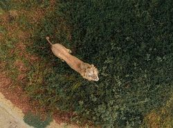 Jawara Kontes Foto Drone yang Memukau Mata