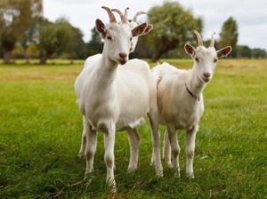 Daging Kambing Diprediksi Jadi Hidangan Populer 2019