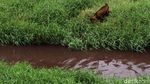 Berwarna Merah, Ada Apa Dengan Kali Mookervart?