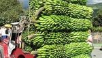 Serunya Lihat Deretan Jeep Bermuatan Sayur dan Buah di Festival Yipao