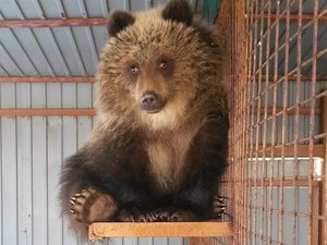 Kisah Mashka Si Beruang Kesepian yang Ditolak di Kampungnya