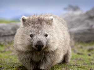 Mengenal Wombat, Hewan Unik yang Punya Kotoran Berbentuk Kubus