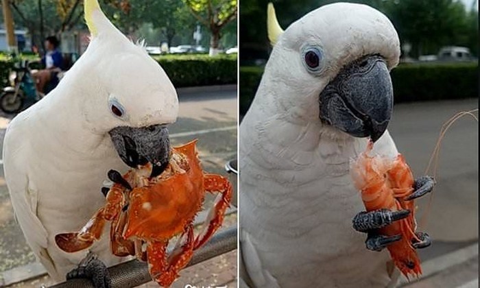 Jual Parrot Breed Makanan Burung Kakak Tua Free Vitamin Kota