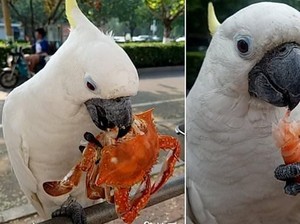 Gemas! Burung Kakatua Asal China Ini Doyan Banget Makan Seafood