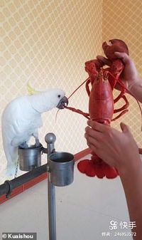 Gemas! Burung Beo Asal China Ini Doyan Banget Makan Seafood