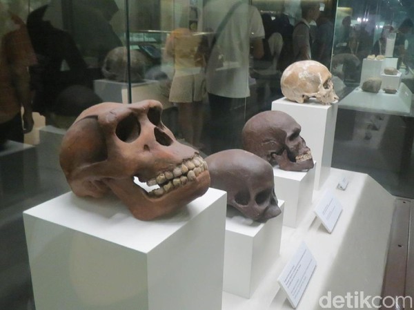 Museum ini punya banyak koleksi menarik. Ada replika tulang manusia purba dari berbagai tempat di Asia Tenggara (Fitraya/detikTravel) Museum ini punya banyak koleksi menarik. Ada replika tulang manusia purba dari berbagai tempat di Asia Tenggara (Fitraya/detikTravel)