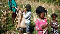 Anak-anak menolong orang tuanya di ladang untuk mencukupi kebutuhan sehari-hari.  (Andres Martinez Casares/Reuters)