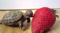 Lucunya Aksi Bayi Kura-kura Saat Berusaha Gigit Strawberry 'Raksasa'