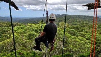 Foto: Mereka Pemanjat Pohon-pohon Tertinggi Dunia