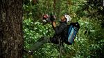 Foto: Mereka Pemanjat Pohon-pohon Tertinggi Dunia