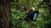 Para pemanjat menggunakan teknik penskalaan modern yang tentunya ramah digunakan di pohon. Alatnya berupa penarik mekanis yang membuat penskalaan menjadi lebih mudah dan aman (CNN World +)
