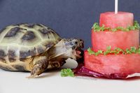 Lucunya Aksi Bayi Kura-kura Saat Berusaha Gigit Strawberry 'Raksasa'