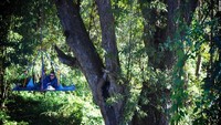 Mereka bekerja dan sudah diatur sedemikian rupa dan tanpa meninggalkan jejak, juga 100% tidak ingin terkenal! Kami naik ke kanopi menggunakan katapel atau busur panah setinggi 3 meter (CNN World +)