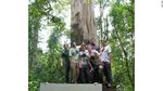 Foto: Mereka Pemanjat Pohon-pohon Tertinggi Dunia