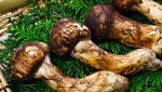 Ini 10 Bahan Makanan Termahal di Dunia, 2  dari Indonesia