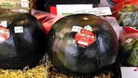 Semangka ini hanya dipanen sebanyak 100 buah dalam setahun. Semangka Densuke asal Jepang ini dikenal juga sebagai semangka hitam yang harganya Rp 82,3 juta. Wow! Foto: Istimewa