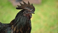 Seekor ayam cemani bisa dibanderol hingga Rp 35 juta per ekornya. Ayam yang memiliki bulu, darah hingga organ berwarna hitam ini sering dicari karena dianggap memiliki kekuatan magis. Foto: Istimewa