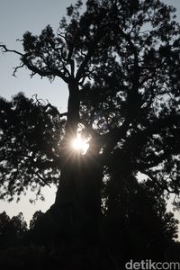 (Bonauli/detikTravel)