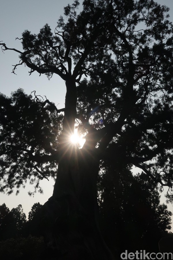 Di antara banyak pohon, ada dua yang paling bersejarah. Terikat dengan tiang penyangga dan diberi pembatas, inilah cypress tertua di Dai Temple. (Bonauli/detikTravel)