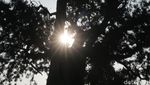 Foto: Pohon Berusia Ribuan Tahun & Batu Keberuntungan di China
