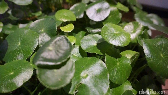 gotu kola, asiatic pennywort, centella asiatica, ayurveda herbal drink
