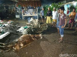 Heboh Tiga Ekor Sapi di Situbondo Mati Mendadak