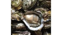 Tiram ini sering mendapat julukan steak dari laut. Tiram dari laut Coffin di Australia ini punya ukuran sangat besar hingga mencapai 2 kilogram perekornya. Jadi tak heran kalau harganya sampai Rp 1 juta per ekor tiram. Foto: Istimewa