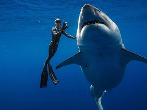Mahasiswi Tewas Diserang 3 Hiu Saat Snorkeling di Bahama