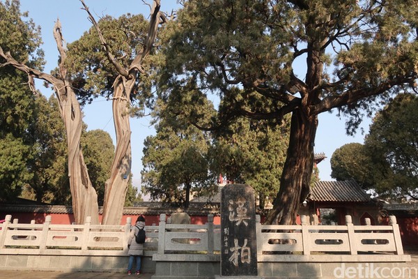 Masih dari kelenteng legendari Dai Temple, di Kota Taian, Provinsi Shandong, China. Keluar dari area kelenteng, wisatawan akan disambut oleh pohon legendaris. (Bonauli/detikTravel)