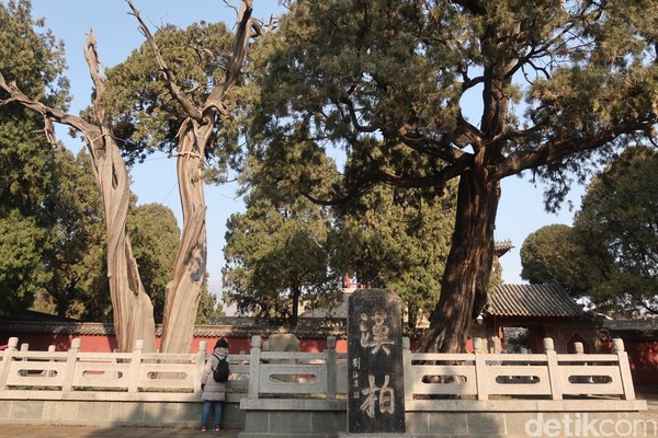 Masih dari kelenteng legendari Dai Temple, di Kota Taian, Provinsi Shandong, China. Keluar dari area kelenteng, wisatawan akan disambut oleh pohon legendaris. (Bonauli/detikTravel) Masih dari kelenteng legendari Dai Temple, di Kota Taian, Provinsi Shandong, China. Keluar dari area kelenteng, wisatawan akan disambut oleh pohon legendaris. (Bonauli/detikTravel)