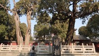 Masih dari kelenteng legendari Dai Temple, di Kota Taian, Provinsi Shandong, China. Keluar dari area kelenteng, wisatawan akan disambut oleh pohon legendaris. (Bonauli/detikTravel)