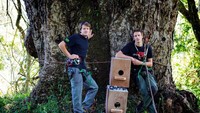 Kelompok Explore Trees juga membantu dalam memasang kotak sarang untuk Cape Parrot atau burung beo yang terancam punah. Burung ini adalah spesies endemik yang jumlah diperkirakan masih hidup kini kurang dari 1.000 ekor (CNN World +)