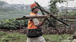 Aksi Petugas Bersih-bersih Sampah di Kanal Banjir Timur