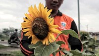 Ruang terbuka hijau yang mulanya pucat kini tampak semakin berwarna dengan adanya bunga matahari yang bermekaran.