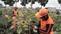 Kawasan Ujung Menteng di Jakarta Timur juga memiliki taman bunga matahari yang terbuka untuk umum.
