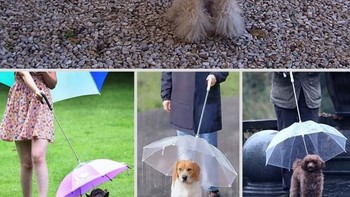 Buat yang sayang sama anjing peliharaannya pasti akan melindunginya dari berbagai cuaca, termasuk hujan. Tali kekang anjing ini punya payung di atasnya agar hewan kesayang tidak kuyup saat hujan. Foto: Amazon.com via Bored Panda