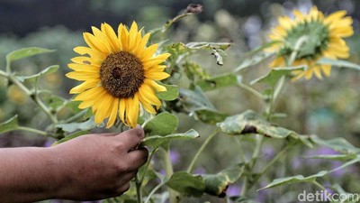 Terpikat Cantiknya Bunga Matahari di Timur Jakarta