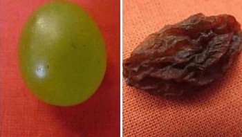 Buah anggur yang kini jadi kismis. Foto: Bored Panda