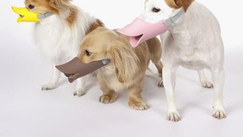 Supaya tidak menggigit, anjing diberi penutup mulut. Lucunya, penutup mulut ini berbetuk paruh bebek. Foto: OPPO via Bored Panda