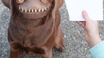 Anjing yang ramah karena selalu tersenyum. Foto: Instagram @thingsihavedrawn