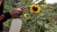 Selain itu, taman bunga matahari ini pun menjadi salah satu destinasi menarik bagi masyarakat untuk berwisata atau sekadar menikmati indahnya bunga nasional Kansas dan Ukraina tersebut.