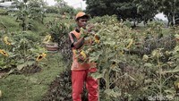 Taman itu merupakan area budidaya bunga matahari yang dibangun untuk memperindah ruang terbuka hijau di Jakarta.