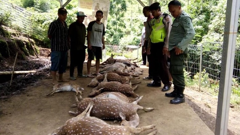 Ada Gigitan di Rusa Tutul yang Mati, Diduga Digigit Hewan Buas Ada Gigitan di Rusa Tutul yang Mati, Diduga Digigit Hewan Buas