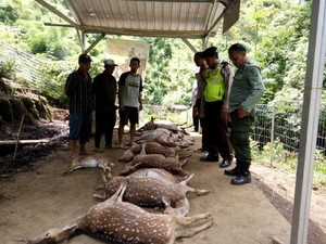 Ada Gigitan di Rusa Tutul yang Mati, Diduga Digigit Hewan Buas