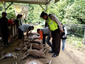 Belasan Rusa Tutul di Obyek Wisata Coban Jahe Malang Ditemukan Mati