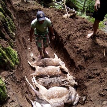 Ada Gigitan di Rusa Tutul yang Mati, Diduga Digigit Hewan Buas