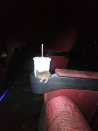 Hiii! Tikus Ini Berkeliaran Dalam Bioskop untuk Endus Makanan