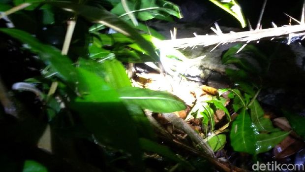 Bayi ditemukan di bawah pohon salak/