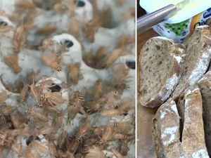 Enak dan Sehat, Toko Kue Ini Buat Roti Berbahan Tepung Jangkrik